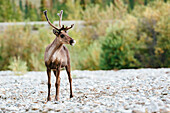 Portrait Of A Young Male Caribou Standing On A Gravel Bed