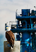 Bald Eagle Perching Near Ship In Alaska