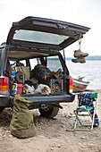 Dog Relaxing On The Boot Of A Car On A Road Trip In The Adirondacks