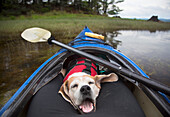 Close-up Of Dog Relaxing In Kayak
