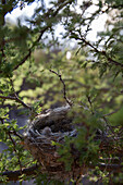 Empty nest sits in thorny tree