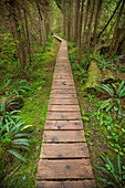 The Rainforest Trail In Pacific Rim National Park, British Columbia