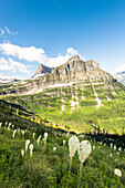 Bear Grass On The Highline Trail In Glacier National Park, Montana, Usa