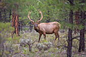An Elk On The Southern Rim Of The Grand Canyon Grazing On Grassy Landscape