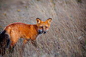 Portrait Of A Fox At San Juan Island