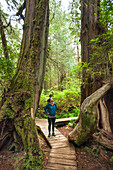 Hiking The Rainforest Trail In Pacific Rim National Park, British Columbia