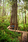 A Woman Standing Under The Old Growth Cedar Tree In Pacific Rim National Park, British Columbia