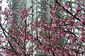 cherry blossom in Tokyo, Japon
