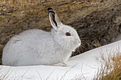 Stelvio National Park, Lombardy, Italy, Hare