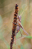 Tettigoniidae, Salata, Piemont, Italien