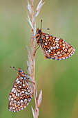 Melitaea athalia male and female, Liguria, Antola, Genova