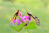 Libelloides coccajus, Vobbia, Liguria