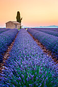 Provence, Valensole Plateau, France, Europe,  Lonely farmhouse and cypress tree in a Lavender field in bloom, sunrise with sunburst