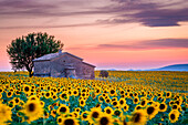 Sonnenblumenfeld in Valensole, Provence, Frankreich