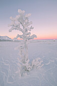 Sonnenaufgang im Nationalpark Abisko, Kiruna, Schweden, Europa