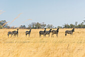 Goup von Zebras, Kwando Core Area, Bwabwata Nationalpark, Namibia, Afrika