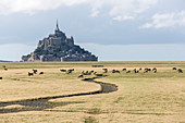 Sheeps grazing with the village in the background,  Mont-Saint-Michel, Normandy, France