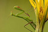 Details of praying mantis on a yellow flower,  Montevecchia, Lecco, Italy, Europe