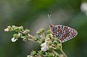 Eine butterfette Melitea, die von Morgentau bedeckt ist, wartet auf die Hitze zu fliegen, Lombardei, Italien