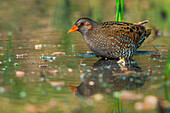 Spotted crake, Trentino Alto-Adige, Italien