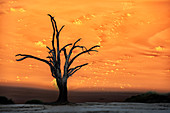 Deadvlei bei Sonnenaufgang in der östlichen Namib Wüste