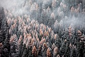 Schweiz, Engiadin, verschneiter Wald und Nebel