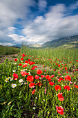 Blühen von roten Mohnblumen und Gänseblümchen Castelluccio di Norcia Provinz Perugia Umbrien Italien Europa