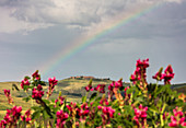 Red flowers and rainbow frame the green hills and farmland of Crete Senesi , Senese Clays  province of Siena Tuscany Italy Europe