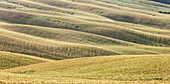 The curved shapes of the multicolored hills of the Crete Senesi , Senese Clays  province of Siena Tuscany Italy Europe