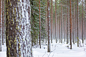 Details of tree trunks in the snowy woods Alaniemi Rovaniemi Lapland region Finland Europe