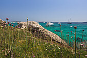 Blumen und Gras des Binnenlandes die Yachten im türkisfarbenen Meer verankert Sperone Bonifacio Südkorsika Frankreich Europa