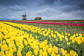 Windmühlen und Tulpen, Alkmaar Polder, Niederlande