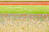 Europa, Italien, Umbrien, Bezirk Perugia, Blüte von Castelluccio von Norcia