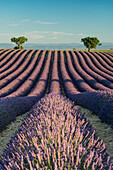 Provence, Südfrankreich, Frankreich, Lavendelfeld