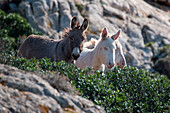 Schwarz-Weiß-Esel, Asinara Nationaal Park, Porto Torres, Provinz Sassari, Sardinien, Italien, Europa