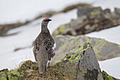 Stelvio National Park, Lombardy, Italy, Ptarmigan