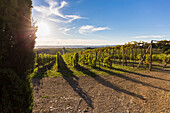 Letzte Sonnenstrahlen des Tages in den Weinbergen des Chianti, San Felice, Castelnuovo Berardenga, Chianti, Provinz Siena, Toskana, Italien, Europa