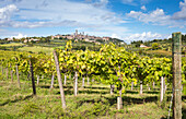 Historic centre of San Gimignano from vineyards in autumn, San Giminiano, Siena province, Tuscany, Italy, Europe
