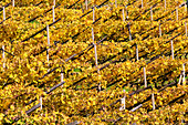 Zoom auf gelbe Weinberge, Meran, Vinschgau, Südtirol, Sudtirol, Italien, Europa