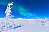 Northern lights turn green the night sky lit by the full moon, Riskgransen, Norbottens Ian, Lapland, Sweden, Europe