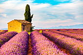Provence, Valensole Plateau, Frankreich, Europa, Einsames Bauernhaus und Zypressenbaum in einem Lavendelfeld in voller Blüte, Sonnenaufgang mit Sonnendurchbruch