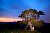 Bosnian pine in Pollino National Park, Potenza district, Basilicata, Italy