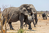 Elephants, Kalahari, Namibia