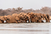 Herd of elephants drinking water, Etosha National Park, Oshikoto region, Namibia
