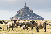 Sheeps grazing with the village in the background, Mont-Saint-Michel, Normandy, France