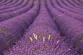 Valensole plateau, Provence, France, A detail into a lavender field