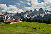 Vedorcia, Spalti di Toro, Dolomites, Belluno, Veneto, Italy, Cows at Vedorcia