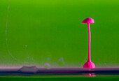 Ein farbiger Tropfen Magenta, wenn er in das Wasser fällt, schafft verschiedene Formen, die oft einem Pilz ähnlich sind