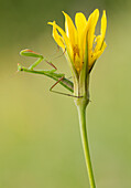 Mantis Insekt warten auf einige Beute ist auf eine gelbe Blume, Montevecchia, Lecco, Lombardei, Italien, Europa gesetzt
