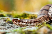 Viper, Trentino Alto-Adige, Italy